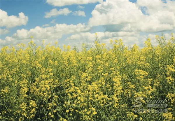 Corteva与BP成立Etlas合资公司，供应生物燃料原料