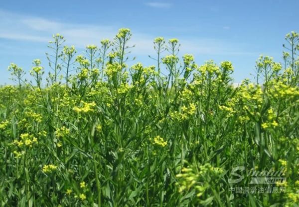 1778573181132983.jpg Bayer-and-bp-ally-to-scale-camelina-crop-for-biofuels-729x505(1).jpg
