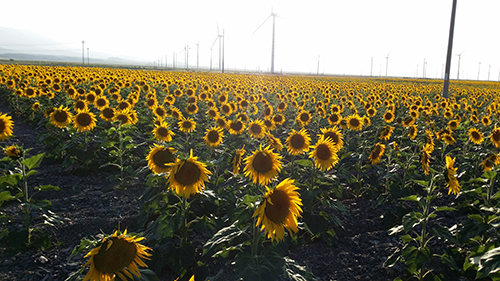 壳牌：超越客户需求方能引领风电润滑市场