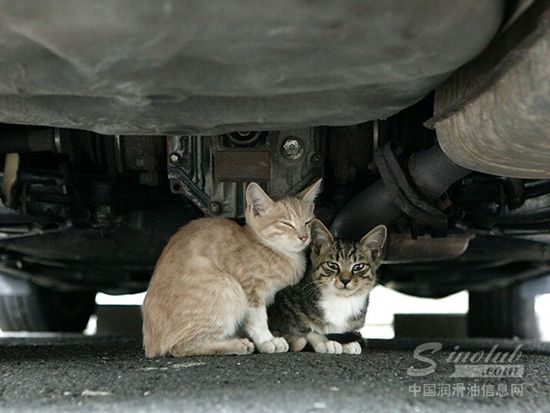开车前切记检查 小动物或躲车底避暑