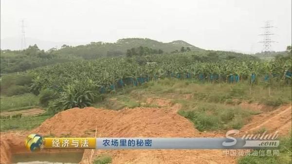 刺鼻的异味、黑色鱼塘...普通农场里暗藏玄机