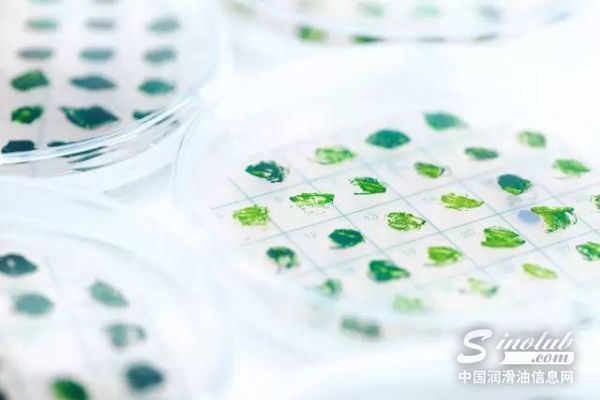 埃克森美孚与SGI延续藻类生物燃料的合作研究