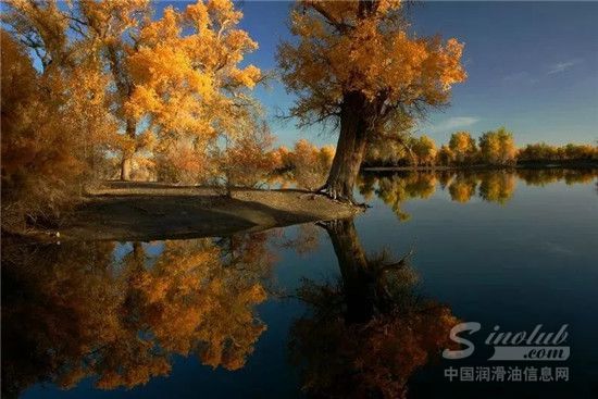 你用的油，原来是这样来的